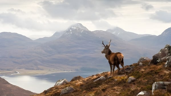 Un paisaje montañoso con un ciervo sobre una roca junto a un lago en los alrededores de la Abbotsholme School.