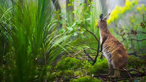 Un animal parecido a un conejo está en medio de densa vegetación en el terreno de la Aberfoyle Park High School.