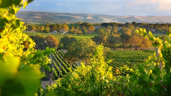 Un suave paisaje con viñedos y huertos bajo un cielo dorado cerca del campus del Avenues College.