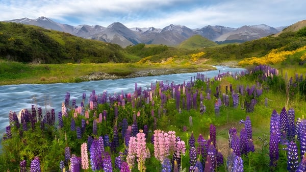 Una pradera con coloridas lupinas a la orilla del río frente a montañas cubiertas de nieve cerca del Central Southland College.