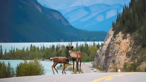 Dos ciervos están en una carretera con un paisaje montañoso y un lago de fondo cerca de la Highland Secondary School.
