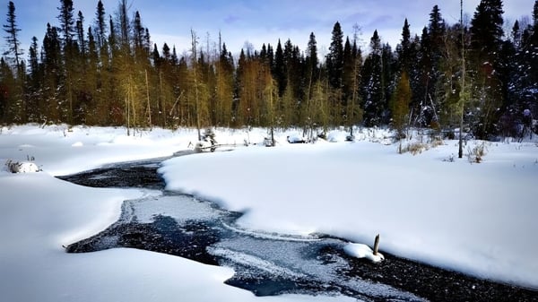 Un bosque invernal cubierto de nieve con un arroyo congelado en el terreno de Indian River High.