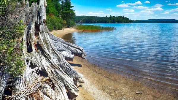 Un tranquilo paisaje de lago con un tronco de madera viejo y vegetación verde cerca de la King City Secondary School.