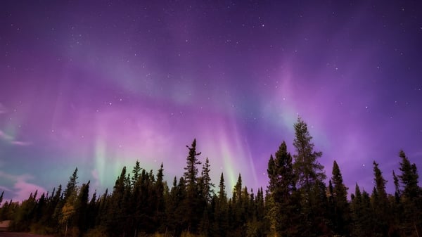 El cielo nocturno sobre el bosque muestra una exhibición de auroras en el terreno de Laurier MacDonald High School.