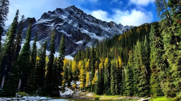 Hermoso paisaje natural con montañas cubiertas de nieve detrás de un bosque verde cerca de Leduc Composite High School.