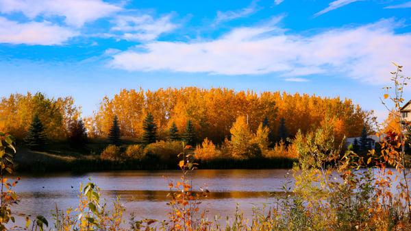 Un lago otoñal con árboles coloridos en el terreno de la M.E. LaZerte Composite High School.
