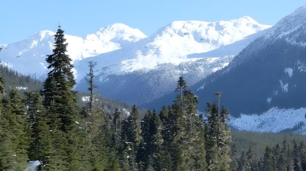Montañas cubiertas de nieve detrás de un denso bosque de coníferas en los alrededores de la Mobile Central High.