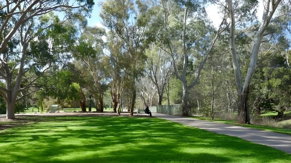Un césped verde con altos árboles en el terreno de Modbury High School.