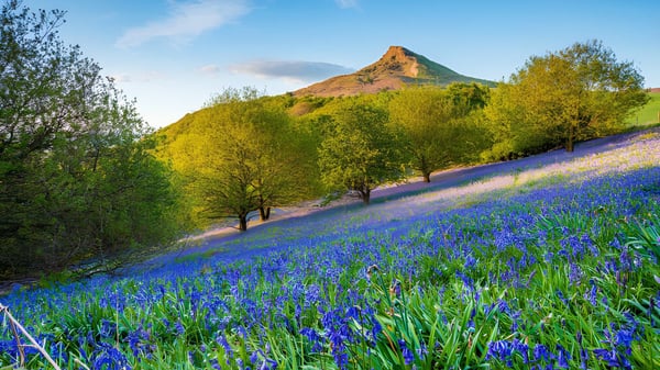 Una colina verde con flores azules y un pico rocoso de fondo en el terreno de la Monkton Combe School.