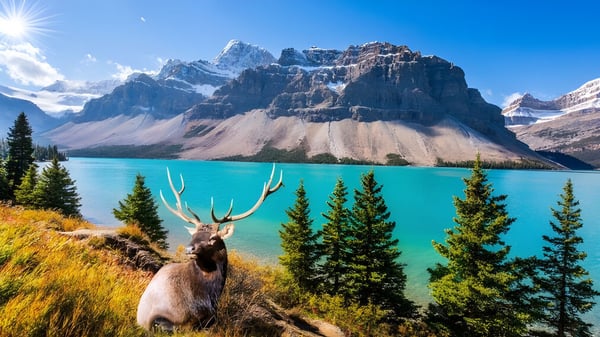 Un ciervo está frente a un paisaje montañoso con picos nevados y un lago turquesa cerca de la Montcalm Secondary School.