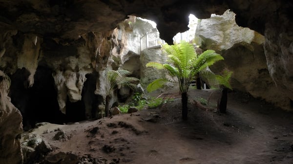 Una cueva oscura con altas formaciones rocosas y vegetación verde en el terreno de la Naracoorte High School.