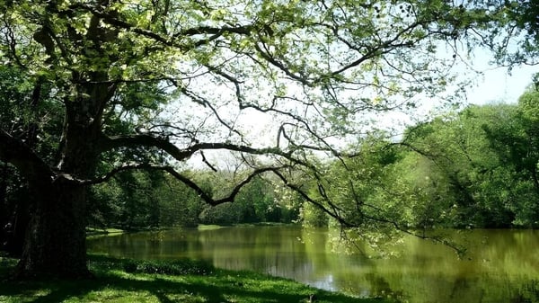 Un tranquilo lago rodeado de árboles en el terreno de la Nga Tawa Diocesan School.