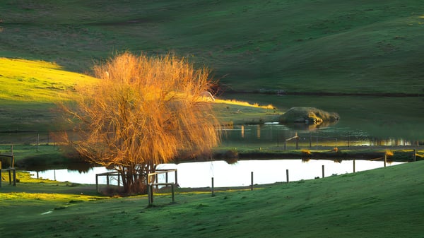 Un tranquilo lago con una planta dorada y colinas verdes al fondo en el terreno de la Oakbank Area School.