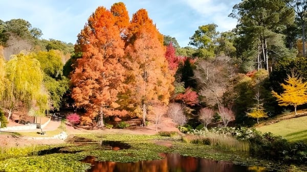 Un paisaje otoñal con hojas de colores se refleja en un tranquilo estanque en el terreno de Para Hills High School.