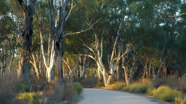 Un sendero serpenteante conduce a través de un denso bosque en el terreno de la Renmark High School con altos árboles de eucalipto.