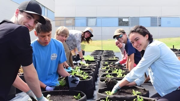 Estudiantes de la Reynolds Secondary School plantan juntos jóvenes plantas en un lecho de jardín.