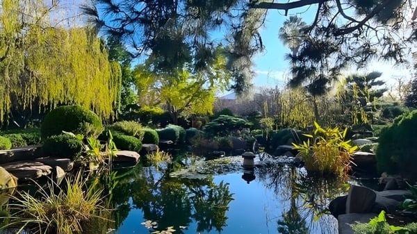 Un jardín tranquilo con un lago y un sauce llorón en el terreno de la Salisbury High School.