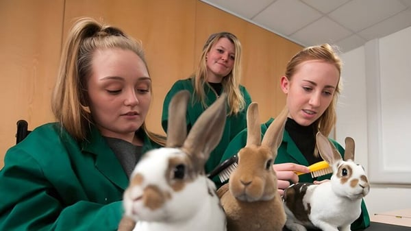 Tres estudiantes del South Downs College acarician varios conejos en un aula.