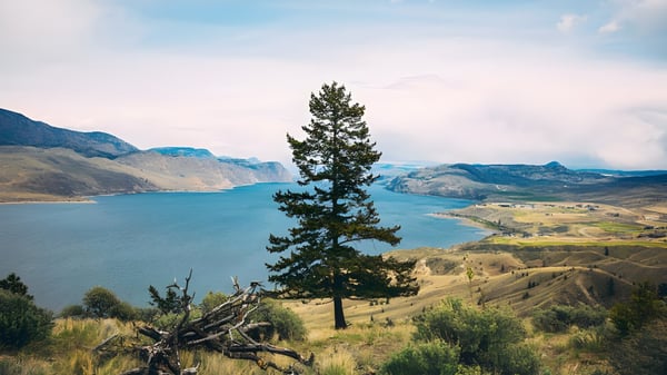 Un solitario pino se encuentra frente a un paisaje montañoso con un lago al fondo en el terreno de la South Kamloops Secondary School.