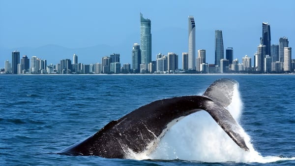 Una gran ballena salta del agua frente al horizonte con edificios modernos cerca de la Southport State High School.