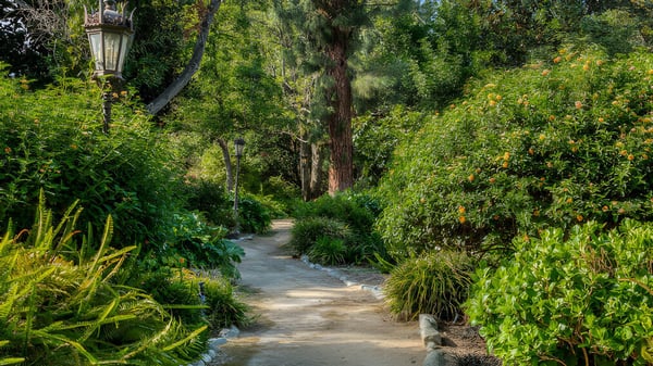 Un denso y verde sendero del bosque en el campus del Springbank Secondary College atraviesa un follaje exuberante y altos árboles.