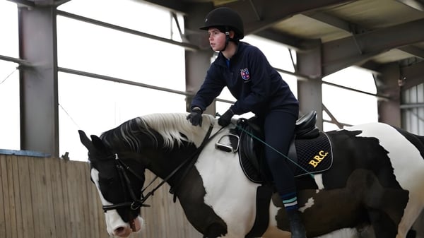 Una estudiante está montada en un gran caballo oscuro con equipo de equitación en la sala de equitación de TASIS The American International School in England.