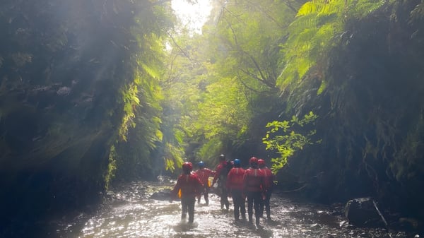Estudiantes de la Taumarunui High School caminan por una senda del bosque a través de un bosque verde y soleado.