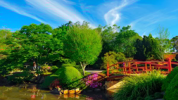 Un puente de madera roja conduce sobre un tranquilo estanque en el jardín de la Toowoomba Anglican School bajo un cielo azul.