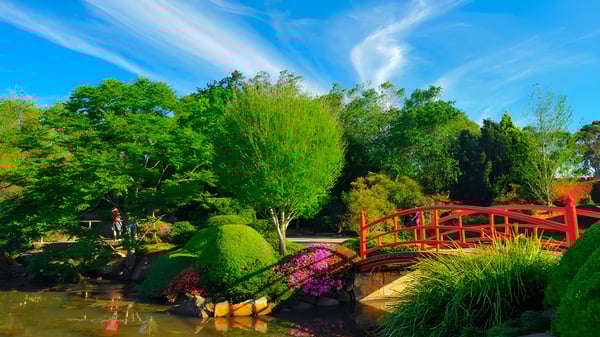 Un puente de madera roja sobre un estanque en el jardín en el terreno de la Toowoomba Anglican School.