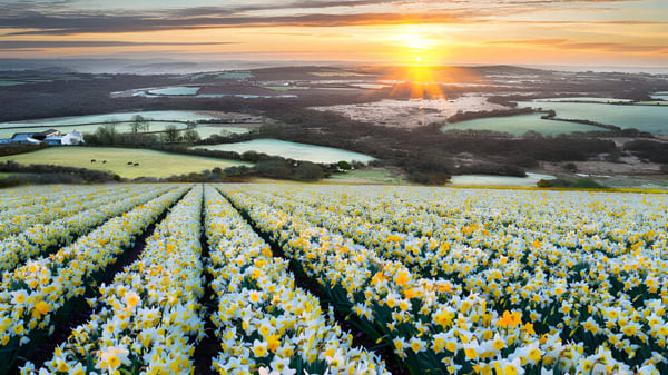 Un gran campo con narcisos en flor frente a un paisaje al atardecer en el terreno de Warminster School.